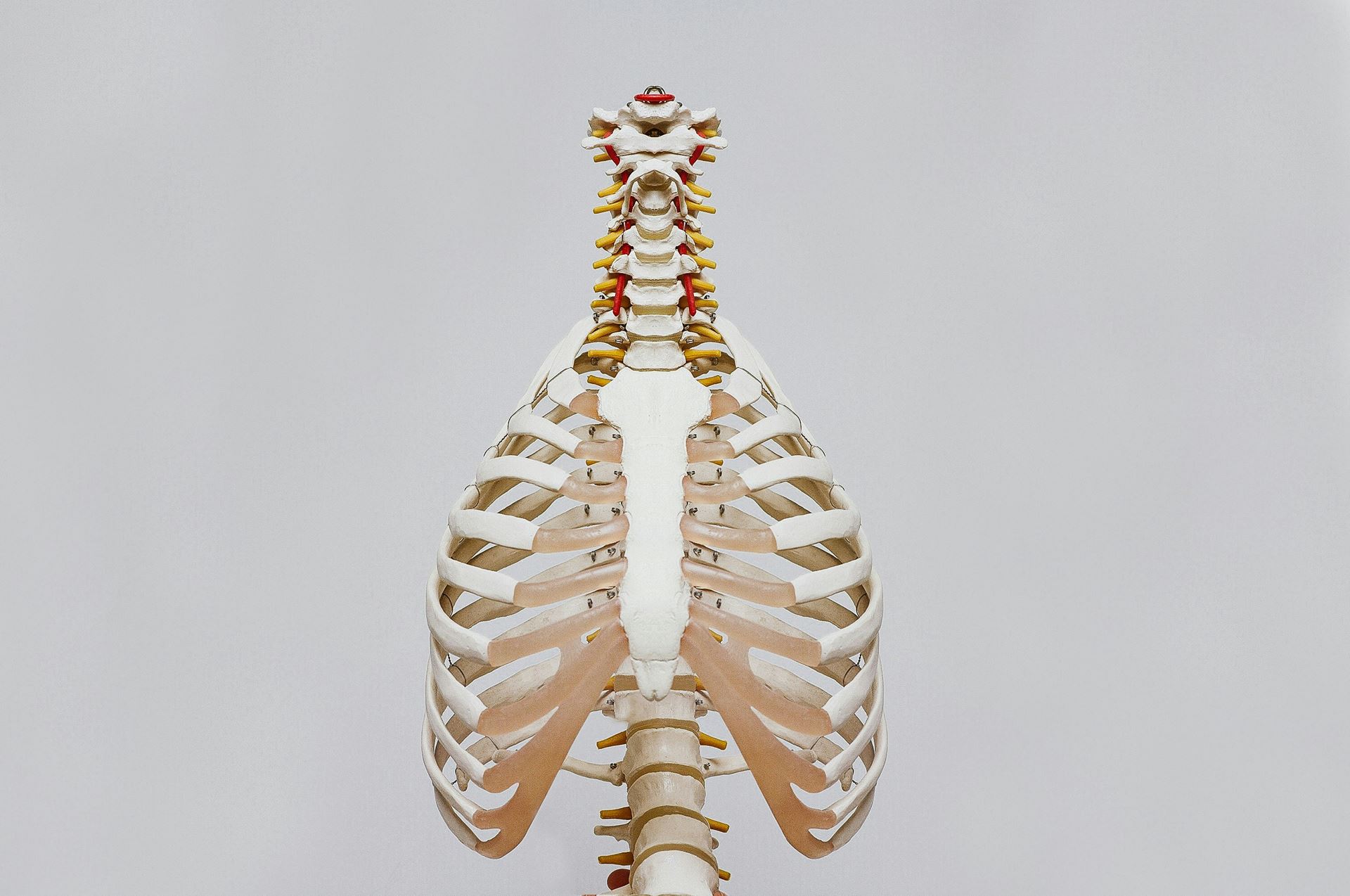 Ribcage